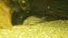 Corydoras julii