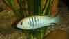 Pseudotropheus sp 