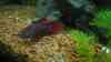 Betta splendens