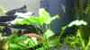 Anubias heterophylla