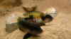 Lamprologus speciosus