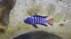 Pseudotropheus elongatus