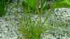 Echinodorus angustifolius