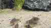 Corydoras gossei