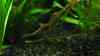 Caridina gracilirostris