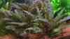 Cryptocoryne lutea