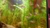 Corydoras leucomelas