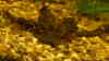 Cryptocoryne walkeri