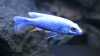 Sciaenochromis ahli