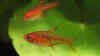 Hyphessobrycon amandae