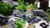 Pterophyllum scalare