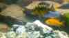 Pseudotropheus crabro