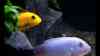 Pseudotropheus socolofi