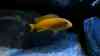 Pseudotropheus saulosi