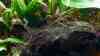 Macrobrachium assamense