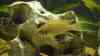 Neolamprologus pulcher