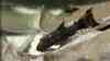 Pseudacanthicus sp "Titanic"