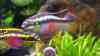 Pelvicachromis pulcher
