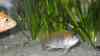 Gephyrochromis moorii