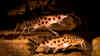 Synodontis grandiops