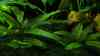 Cryptocoryne walkeri