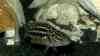 Lepidiolamprologus nkambae