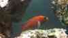 Aulonocara sp. "red rubin"
