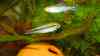 Apistogramma agassizii