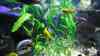 Cryptocoryne beckettii