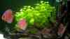 Limnophila heterophylla