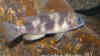 Lepidiolamprologus boulengeri
