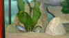 Labidochromis sp. hongi