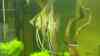 Pterophyllum altum