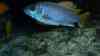Pseudotropheus sp 