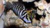 Julidochromis marksmithi