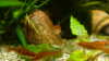 Barbus fasciolatus