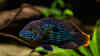 Aequidens rivulatus