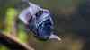 Cryptoheros nigrofasciatus