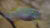 Benitochromis conjunctus