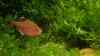 Hyphessobrycon erythrostigma