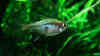Hemigrammus rodwayi