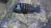 Placidochromis phenochilus