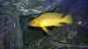 Neolamprologus longior
