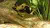 Corydoras paleatus