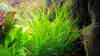 Cyperus helferi