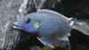 Melanochromis lepidiadaptes