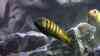 Chindongo elongatus chailosi
