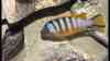 Maylandia sp. zebra long pelvic