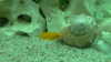 Neolamprologus leleupi
