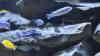 Melanochromis maingano